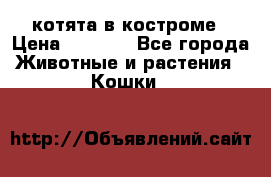 котята в костроме › Цена ­ 2 000 - Все города Животные и растения » Кошки   